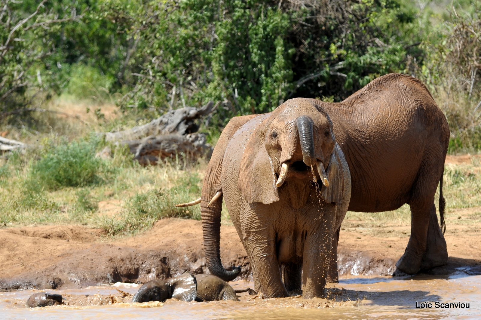Eléphant (58)