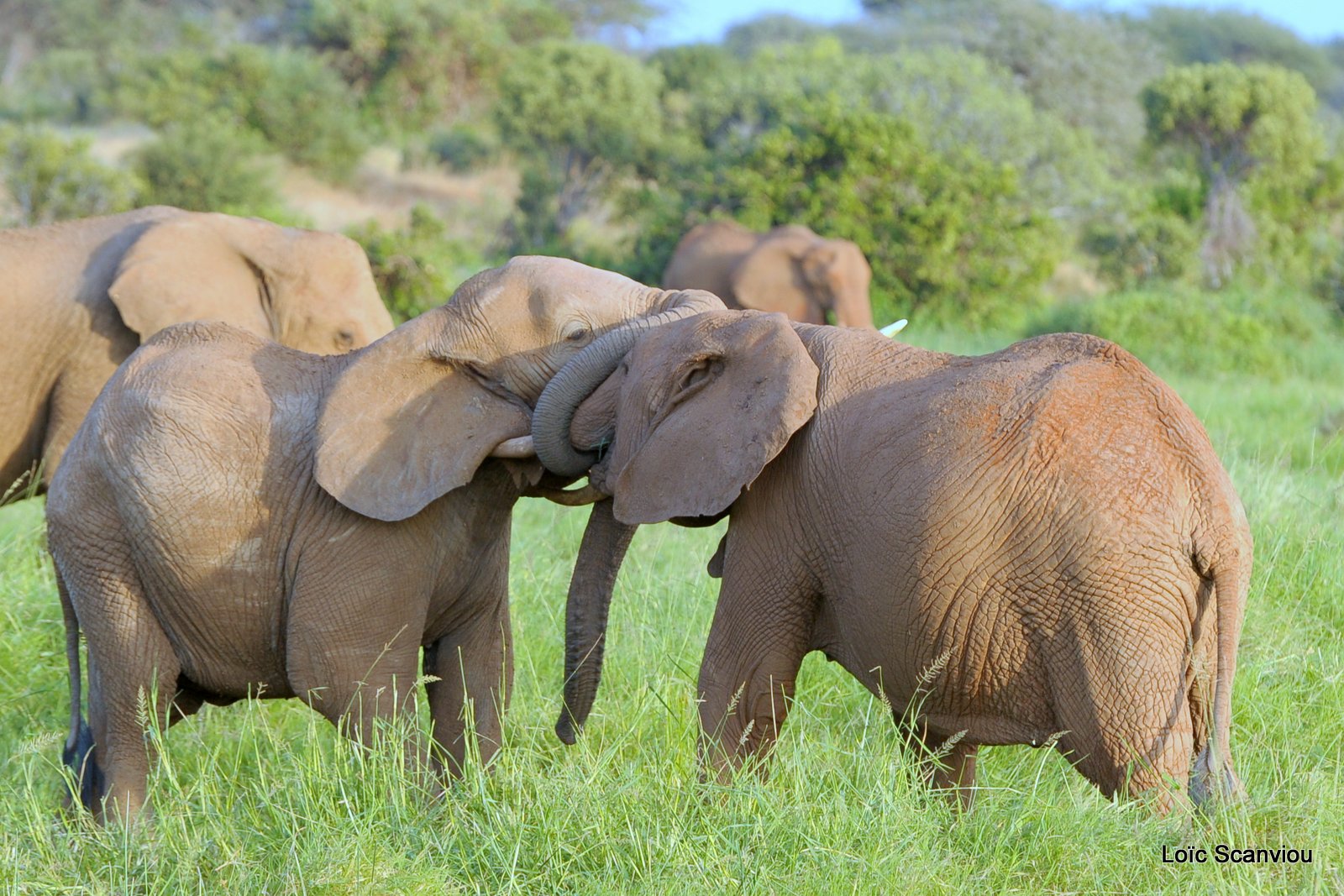 Eléphant (8)