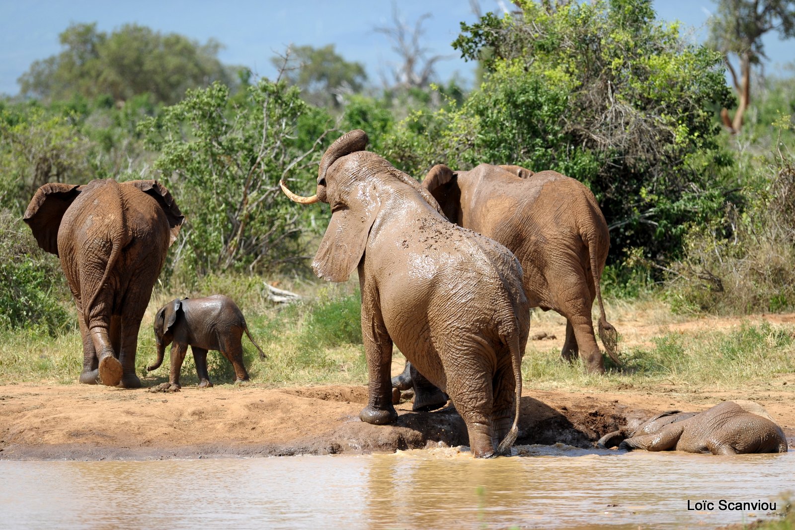 Eléphant (61)