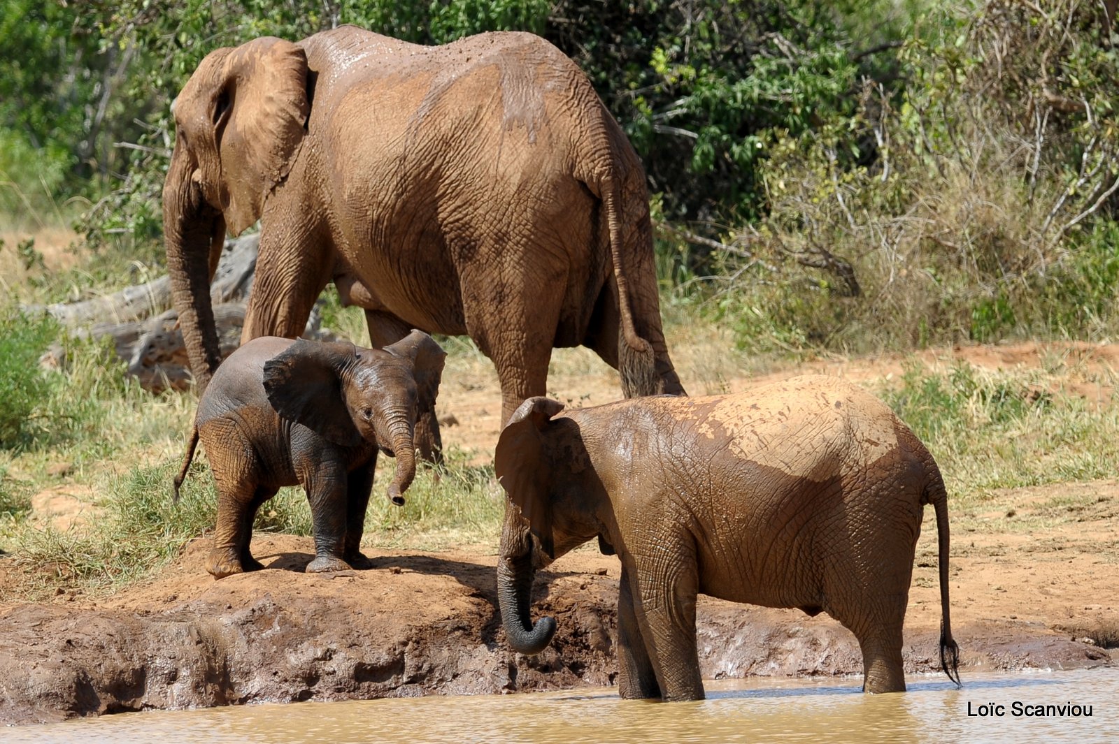 Eléphant (63)