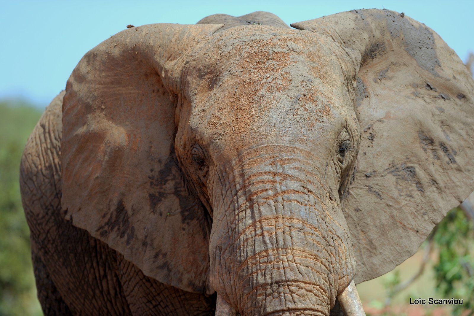 Eléphant (64)