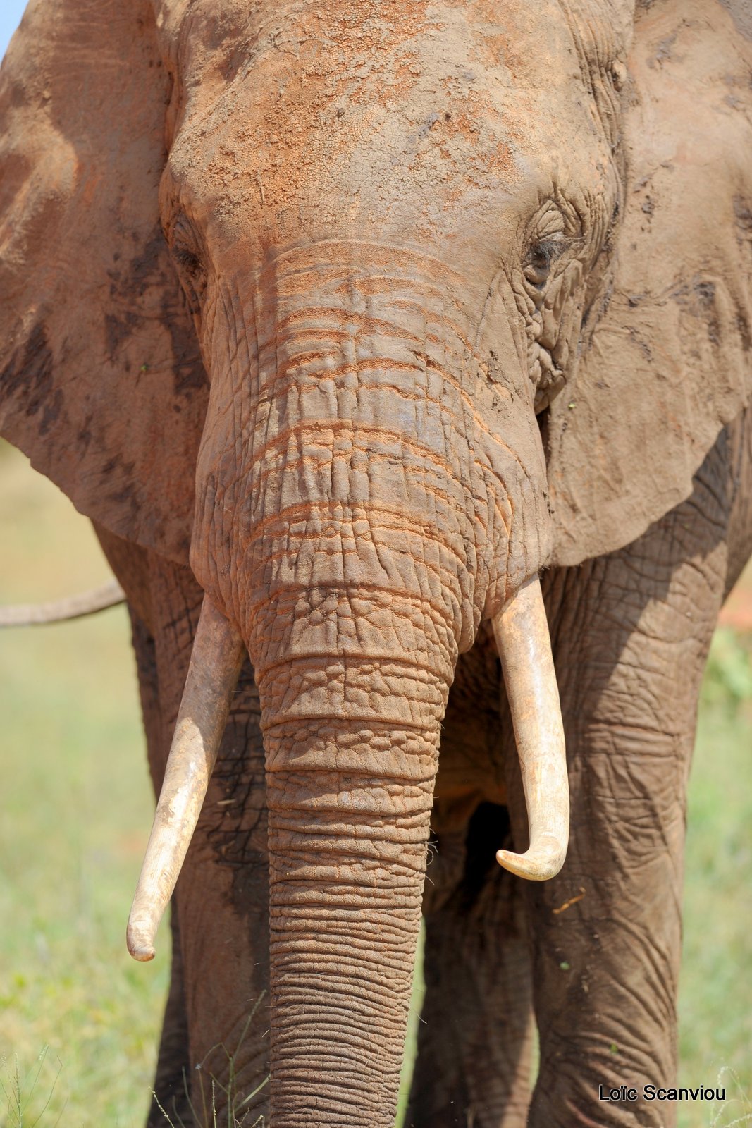 Eléphant (65)
