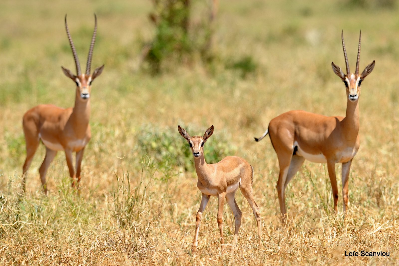 Gazelle de Peters/Peters' Gazelle (5)