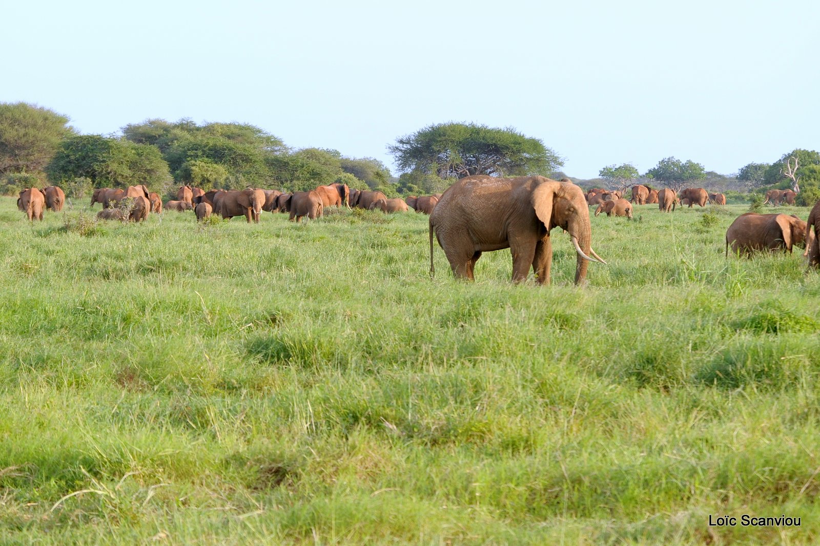 Eléphant (9)