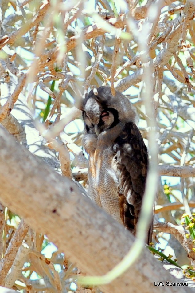 Grand-Duc de Verreaux/Verraux's Eagle-Owl (1)