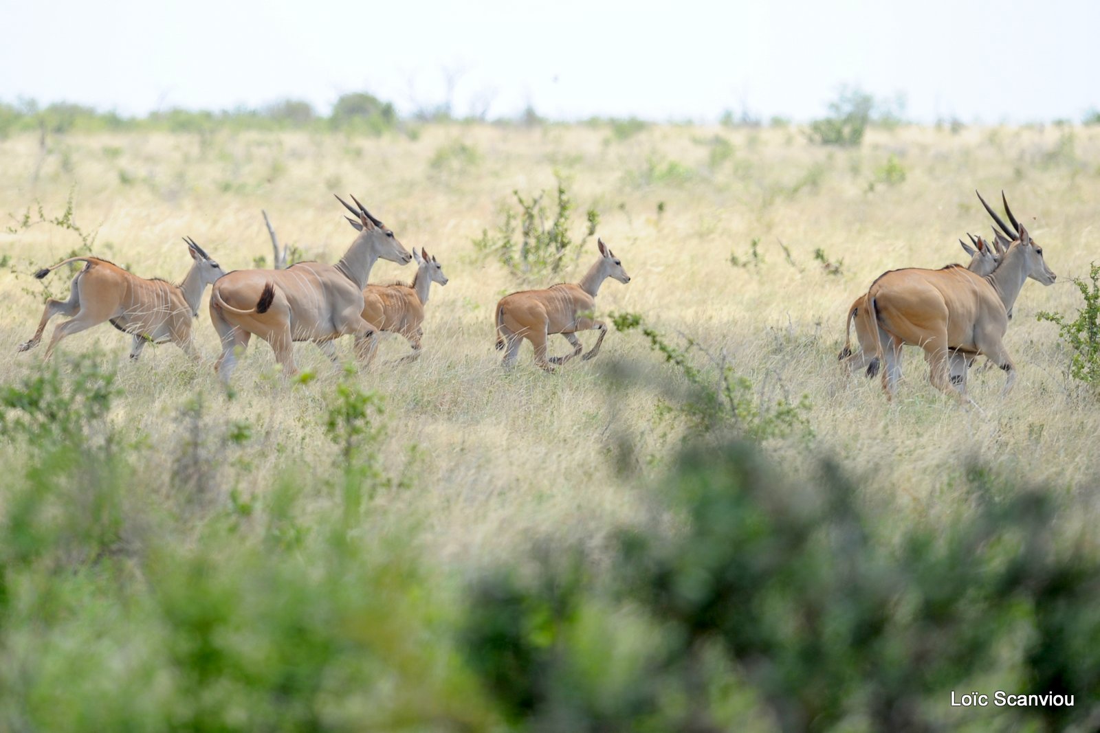 Eland du Cap/Cape Eland (1)