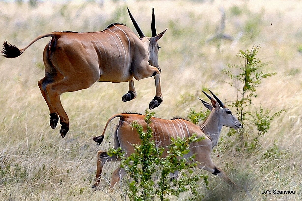 Eland du Cap/Cape Eland (2)