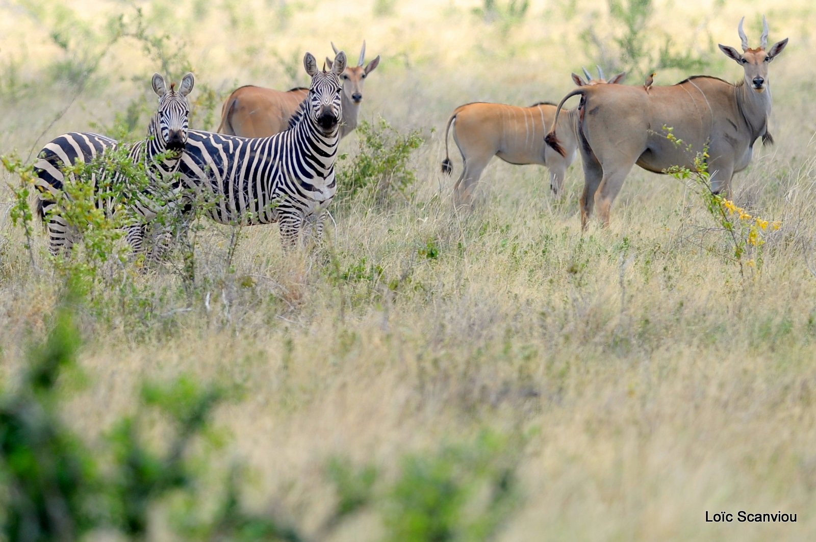 Eland du Cap/Cape Eland (4)