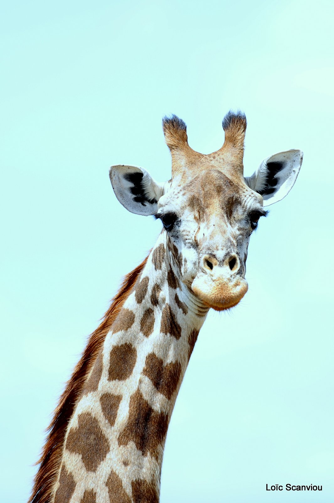Girafe/Giraffe (7)