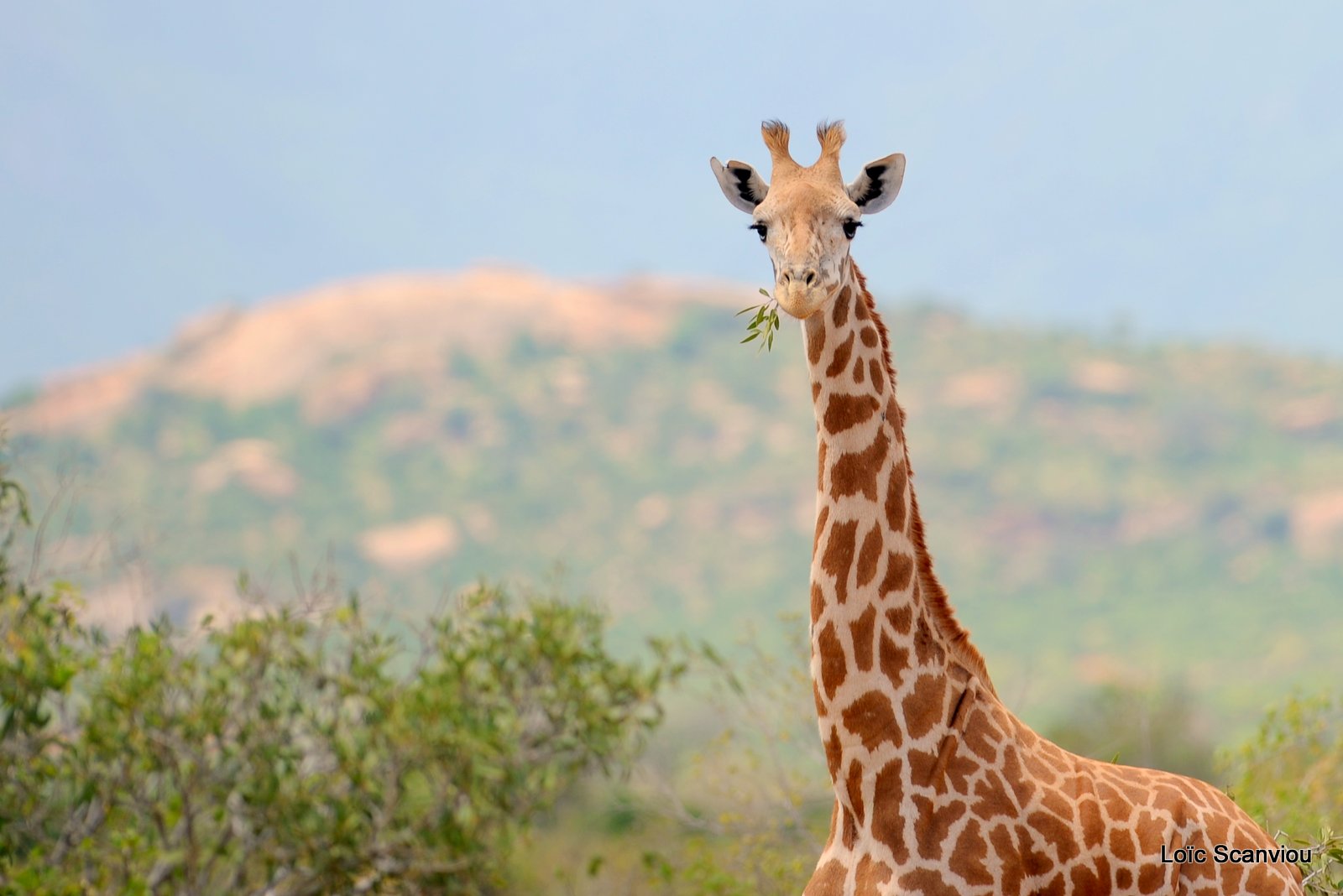 Girafe/Giraffe (8)