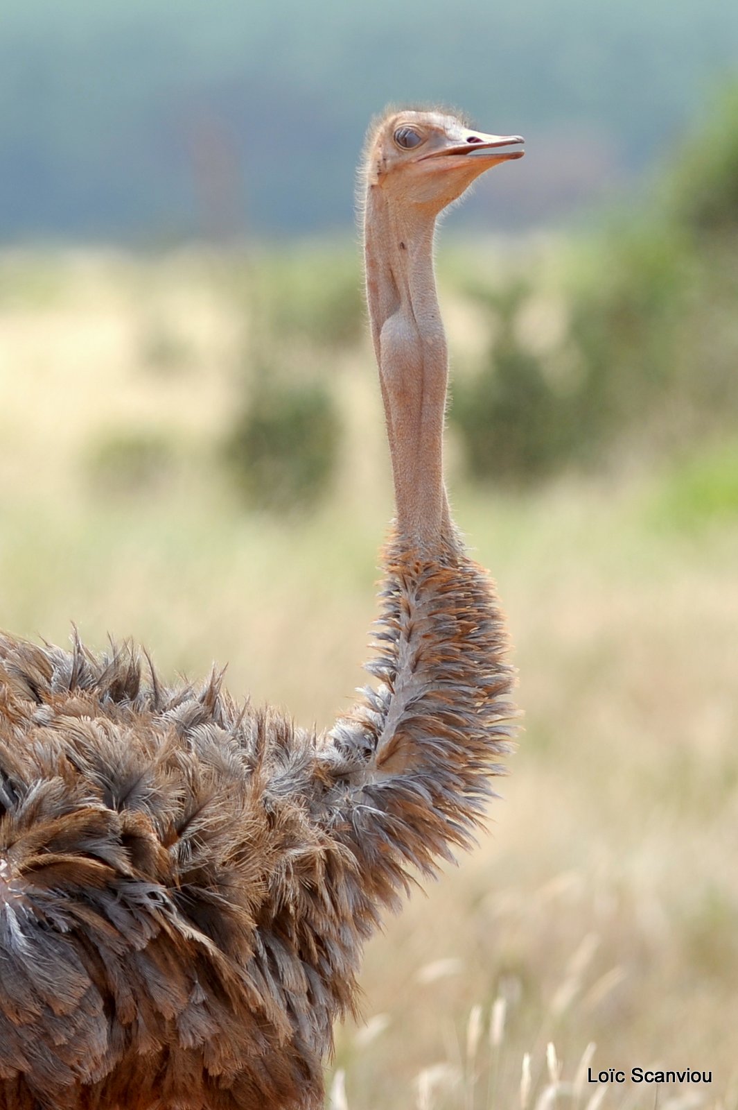 Autruche/Ostrich (1)