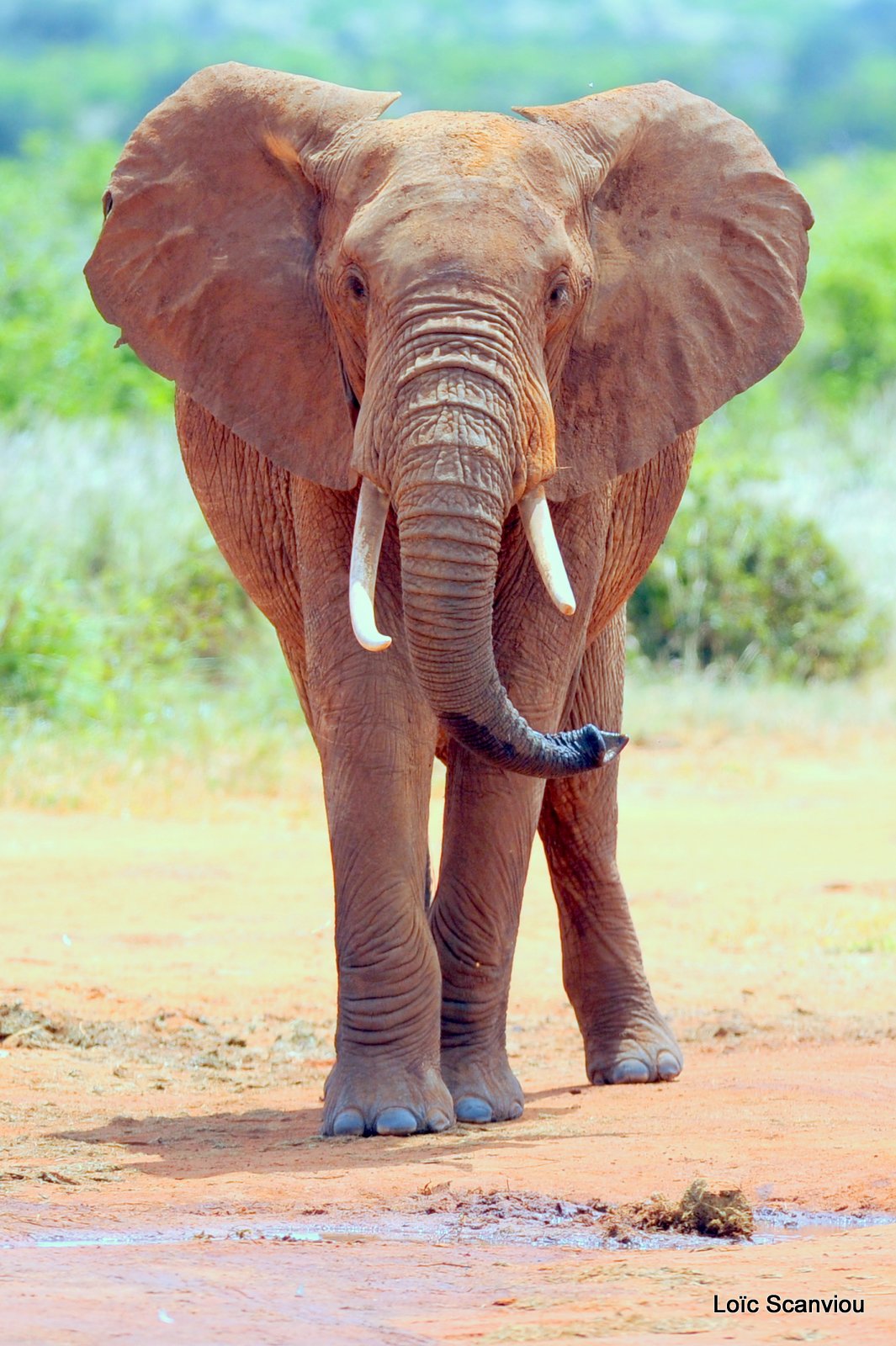 Eléphant (66)