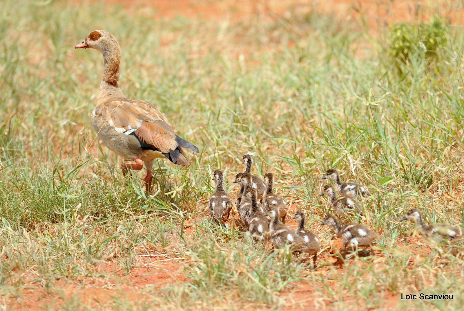 Ouette d'Egypte/Egyptian Goose (1)