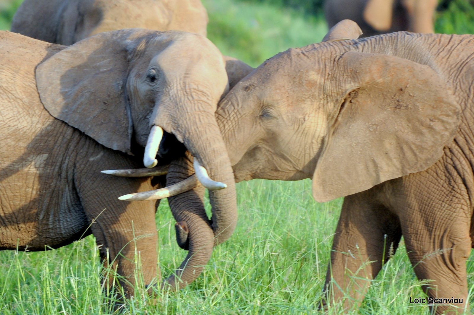 Eléphant (10)
