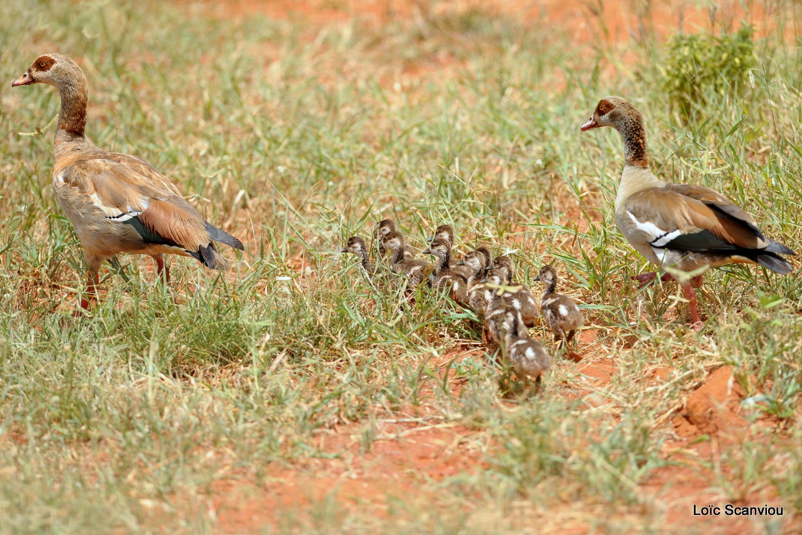 Ouette d'Egypte/Egyptian Goose (2)