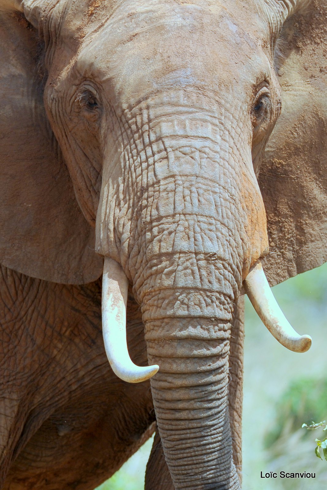 Eléphant (67)