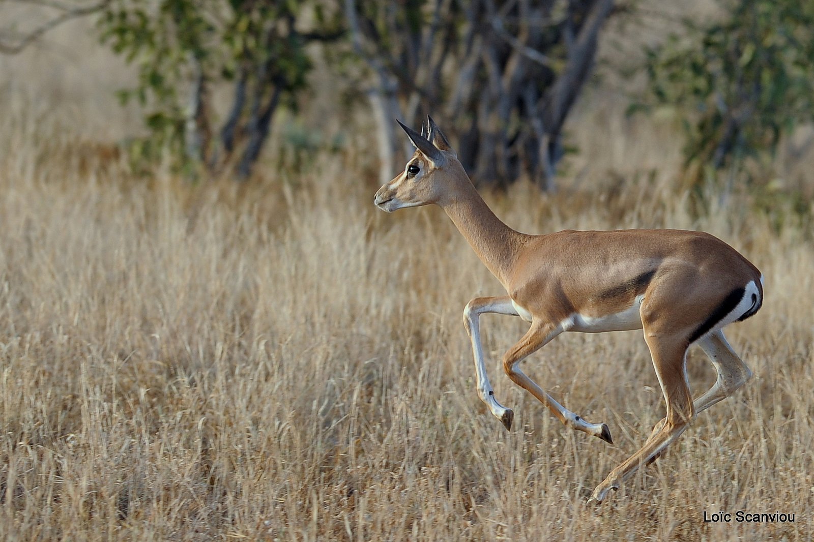 Impala (4)