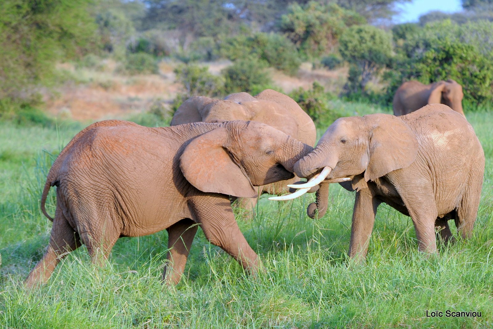 Eléphant (11)