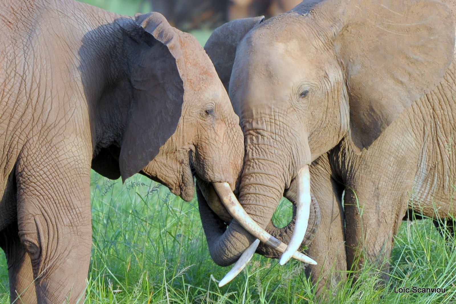 Eléphant (12)