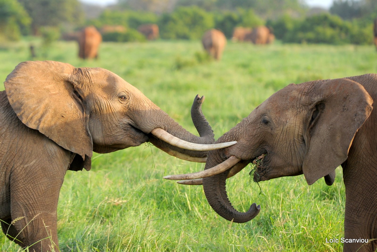 Eléphant (13)