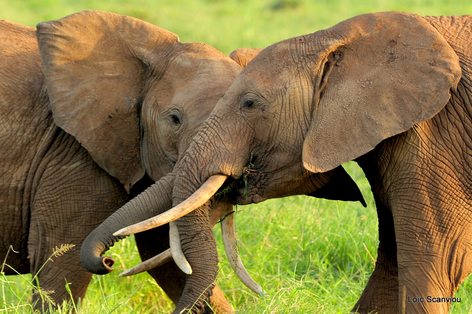 Eléphant (14)
