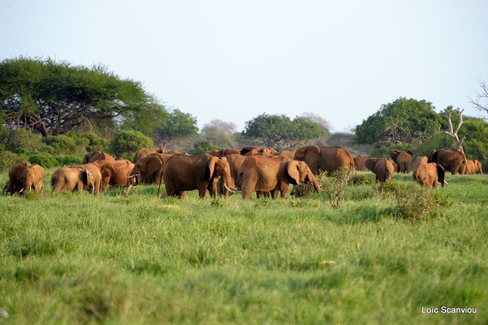Eléphant (15)