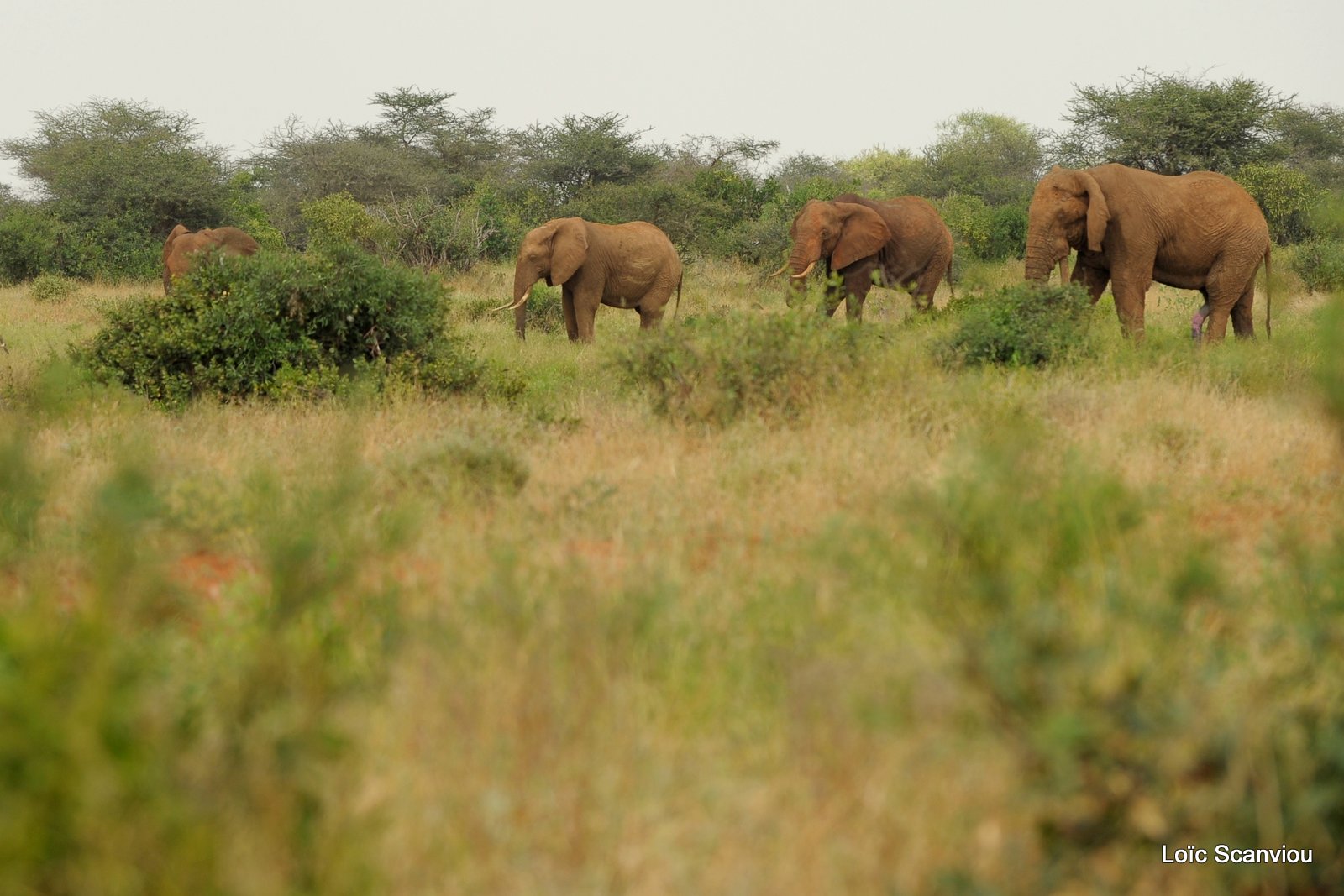 Eléphant (68)