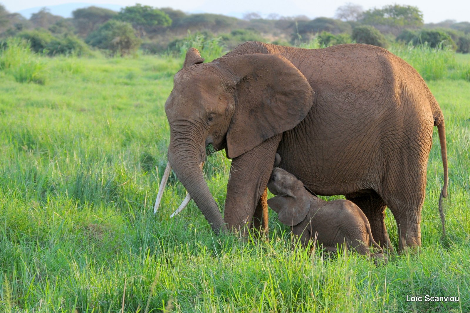 Eléphant (16)