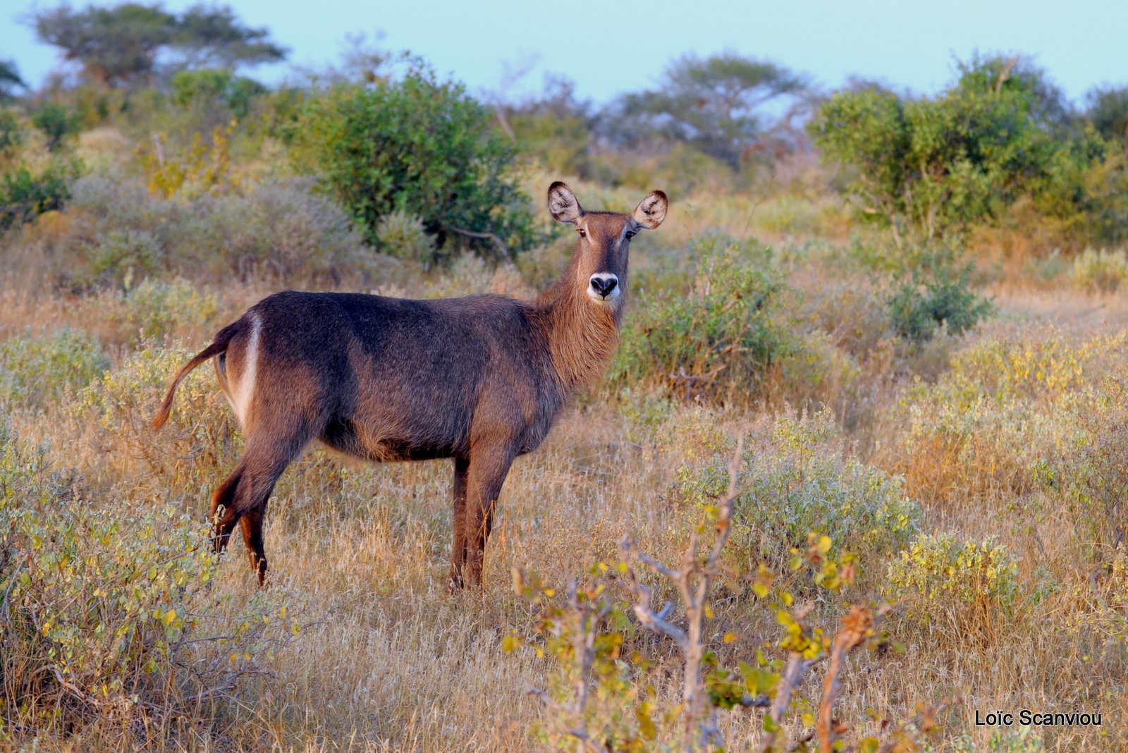 Cobe à croissant/Waterbuck (1)