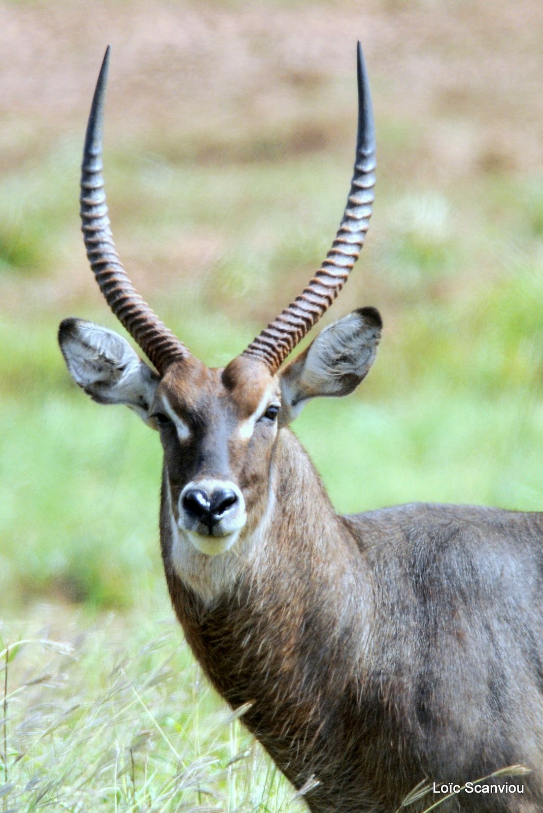 Cobe à croissant/Waterbuck (2)