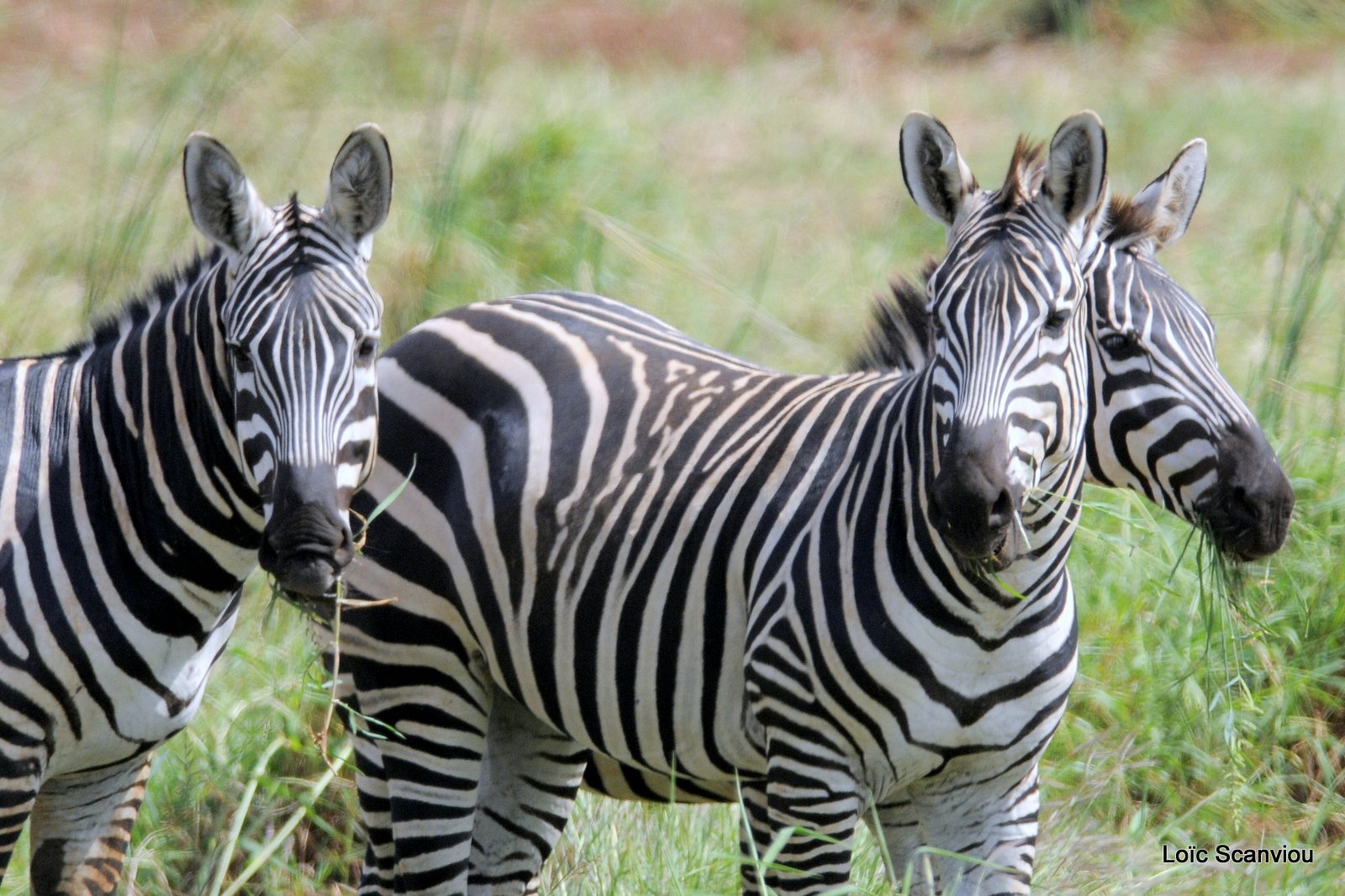 Zèbre/Zebra (3)