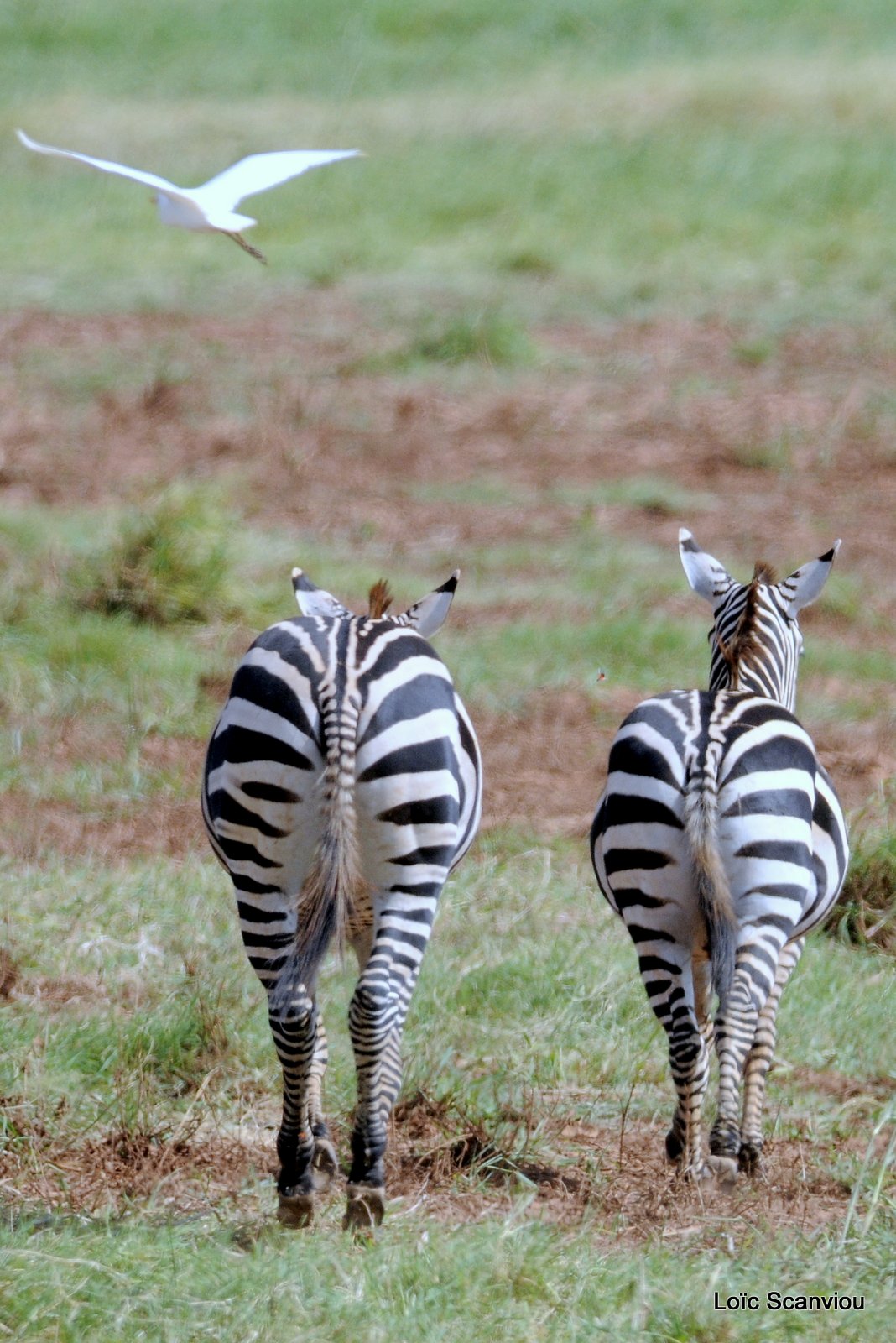 Zèbre/Zebra (4)
