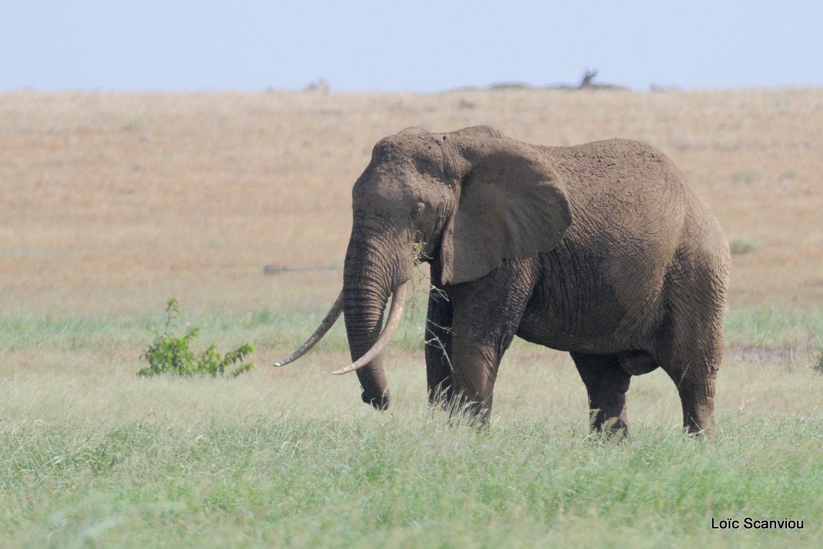 Eléphant (17)