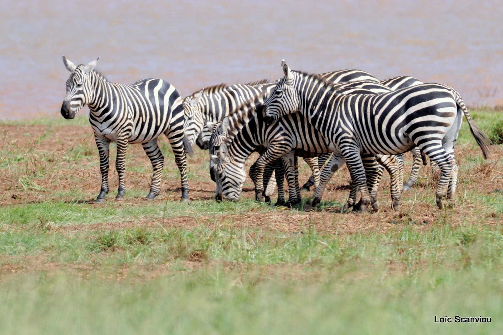 Zèbre/Zebra (5)