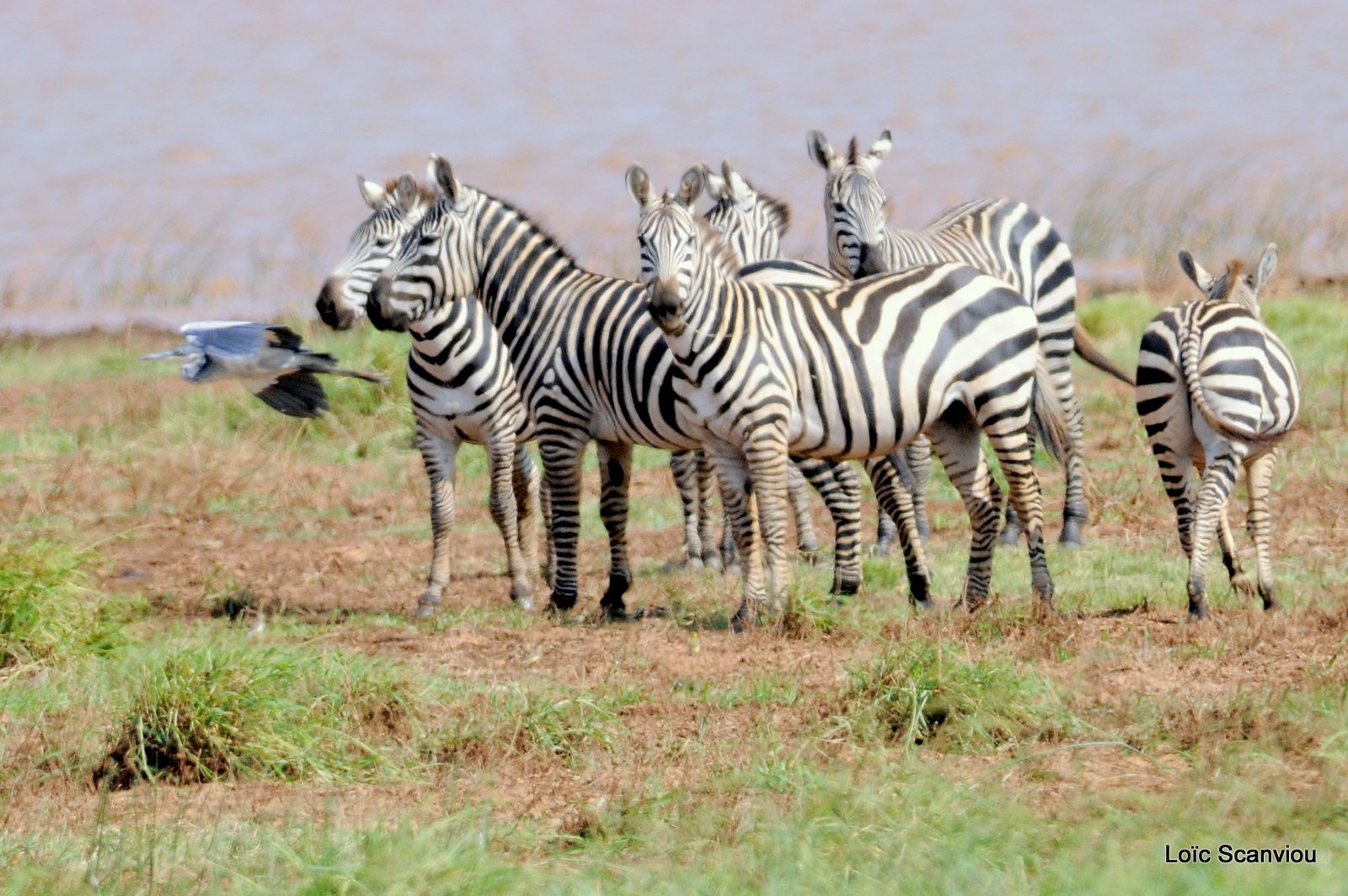 Zèbre/Zebra (6)