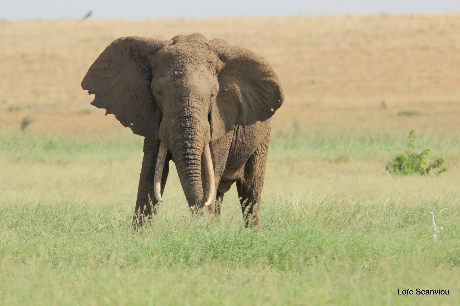 Eléphant (18)