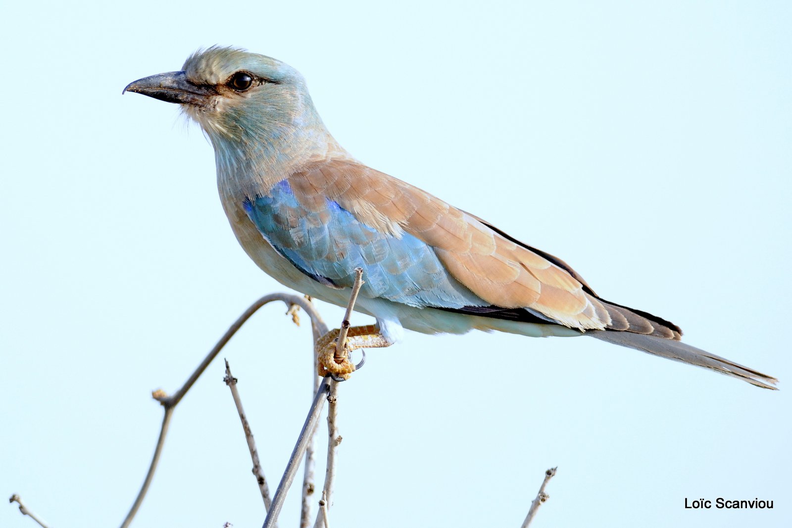 Rollier européen/European Roller (1)