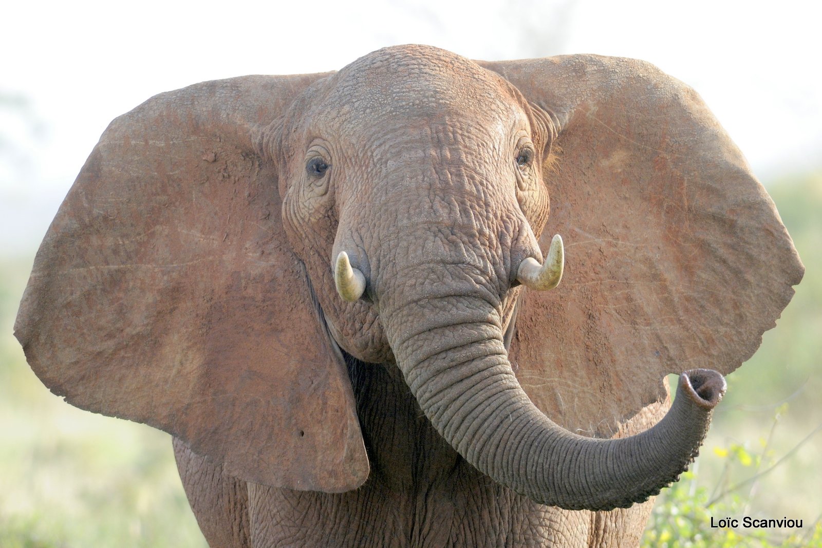 Eléphant (19)