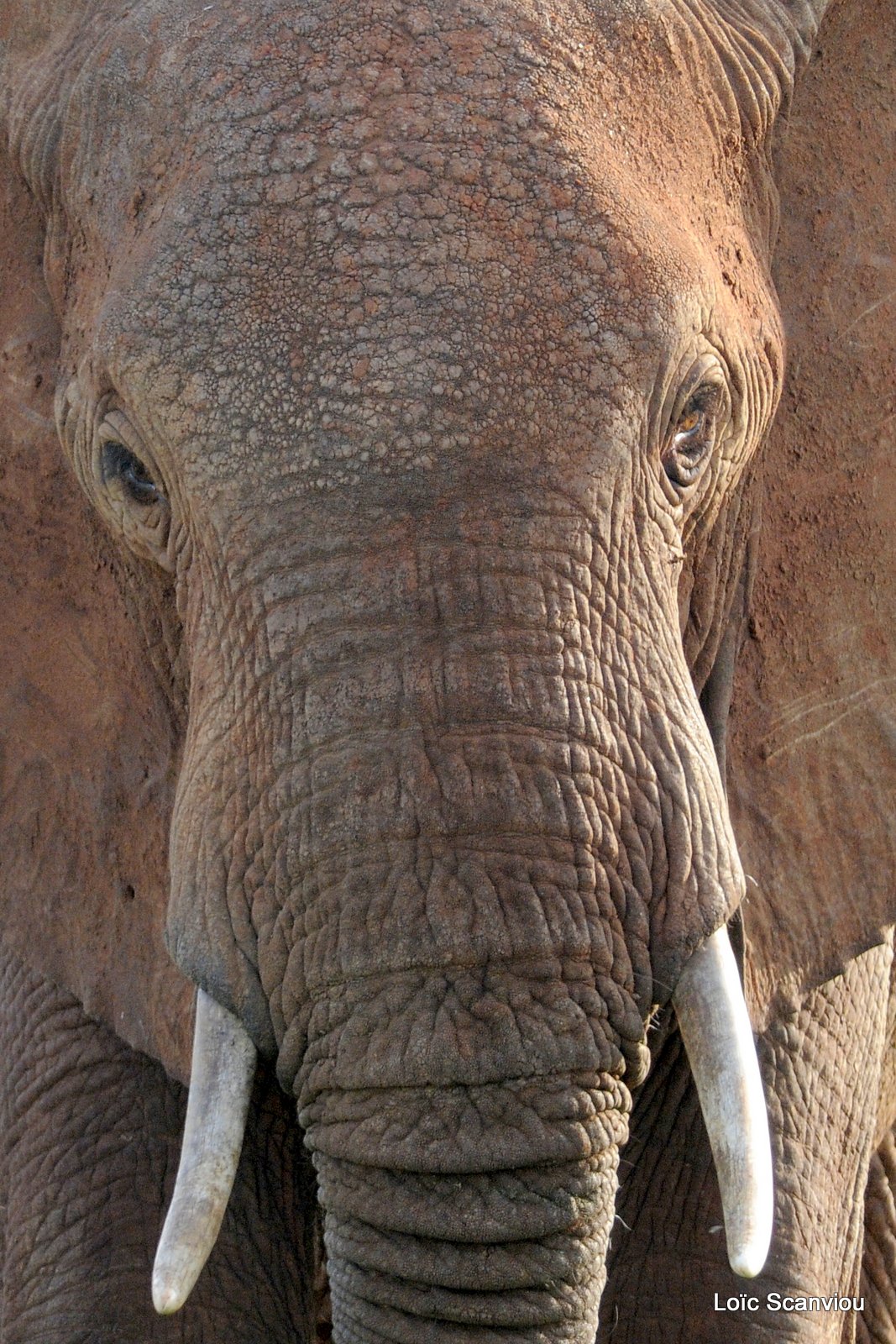 Eléphant (20)