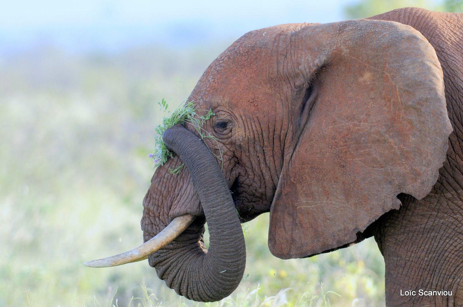 Eléphant (21)