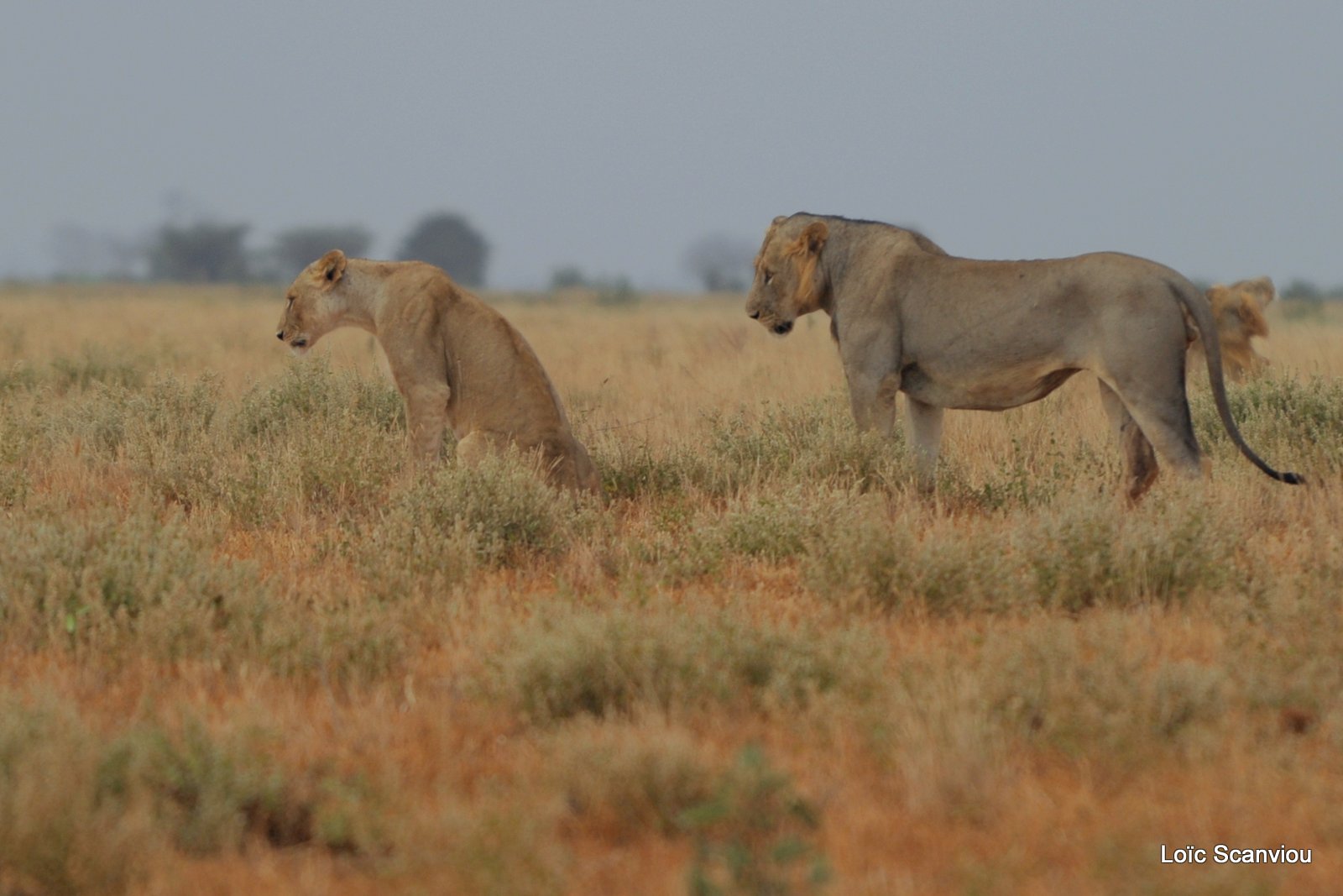 Lion (2)