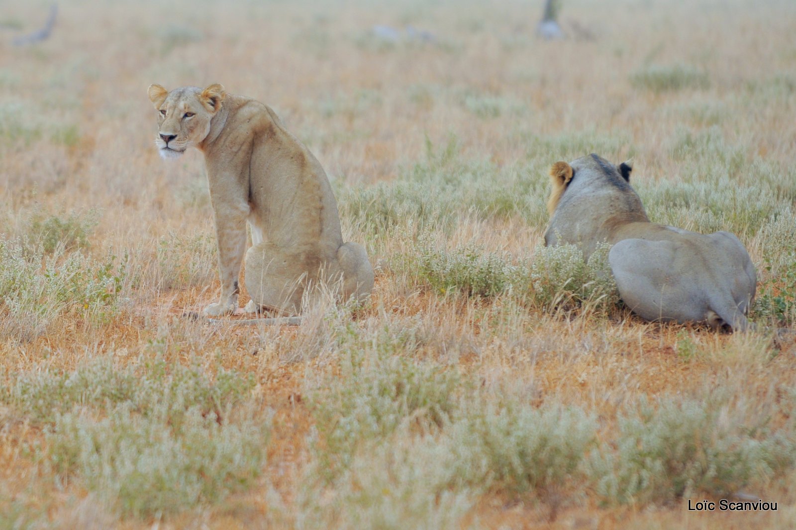 Lion (3)