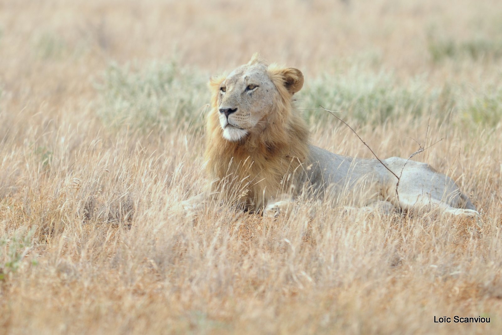 Lion (4)