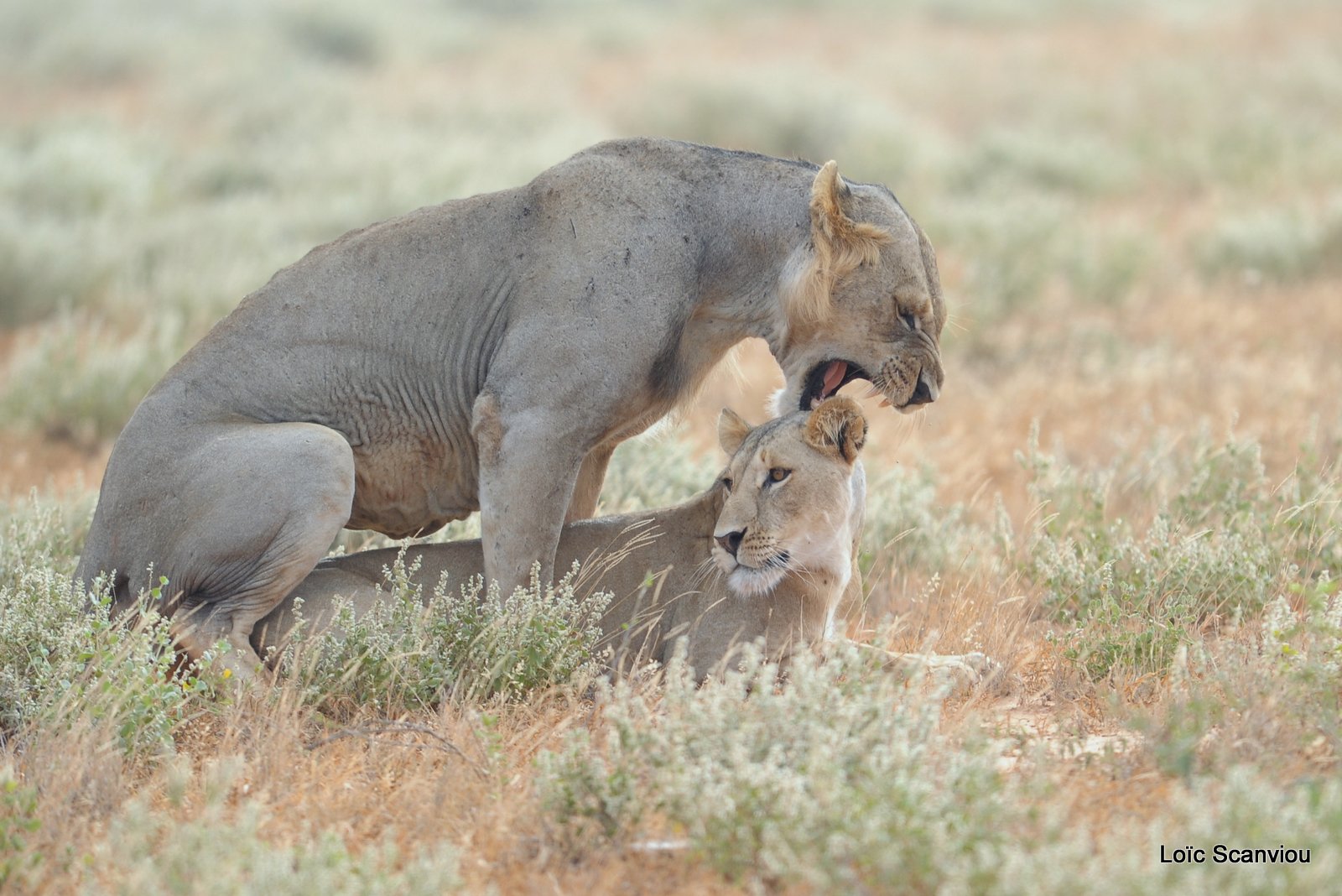 Lion (5)