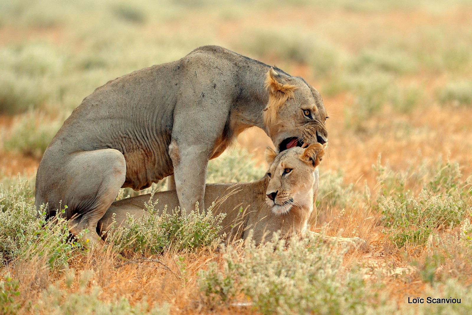 Lion (6)