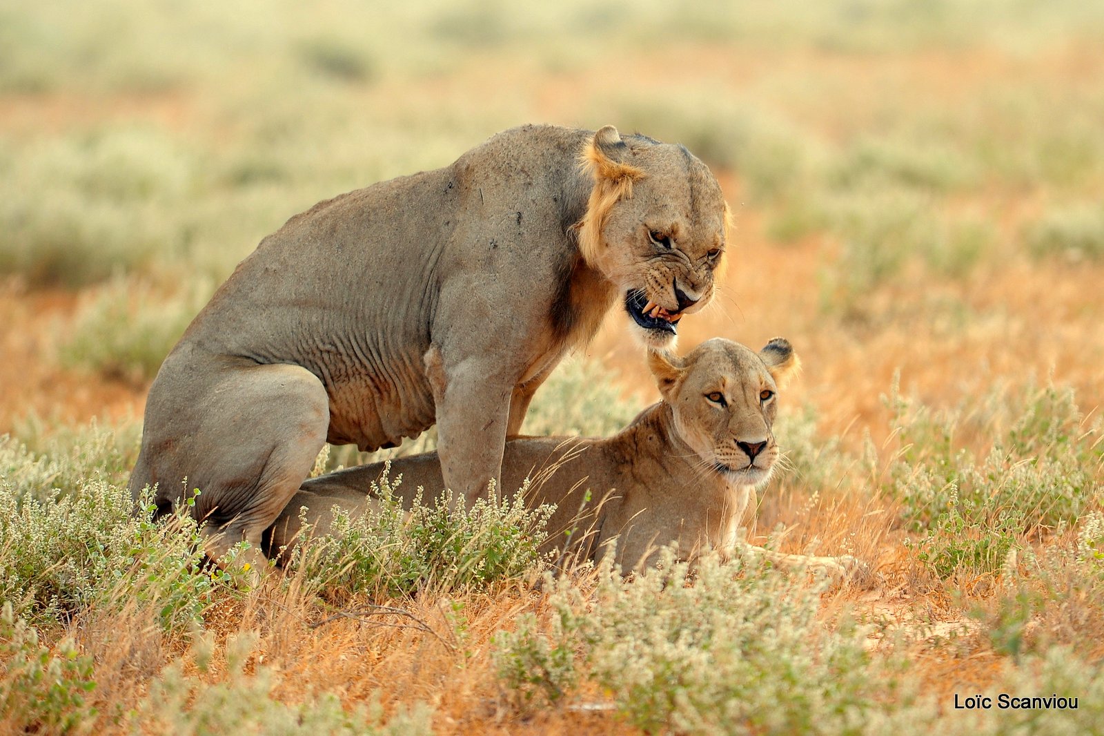 Lion (7)
