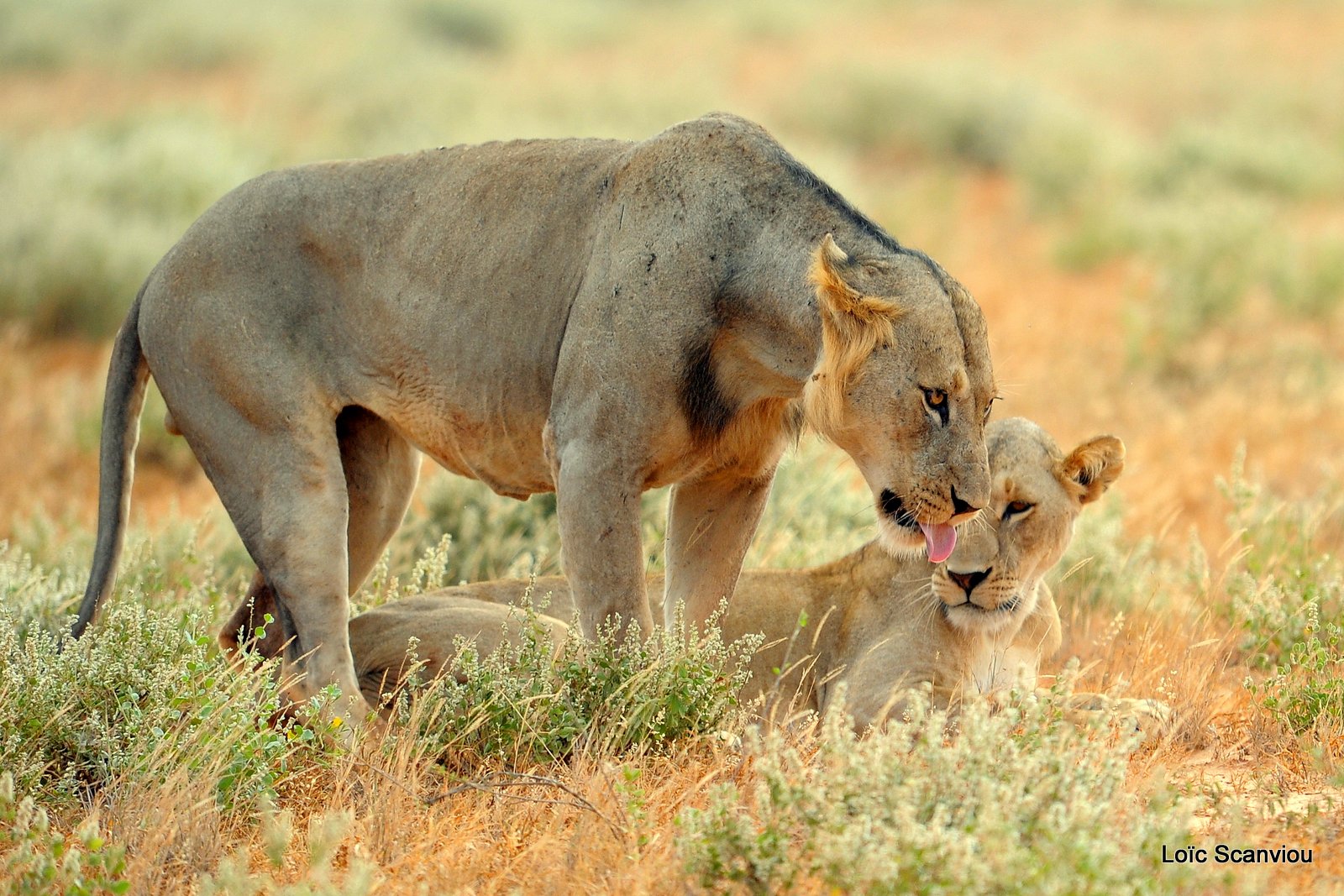 Lion (9)