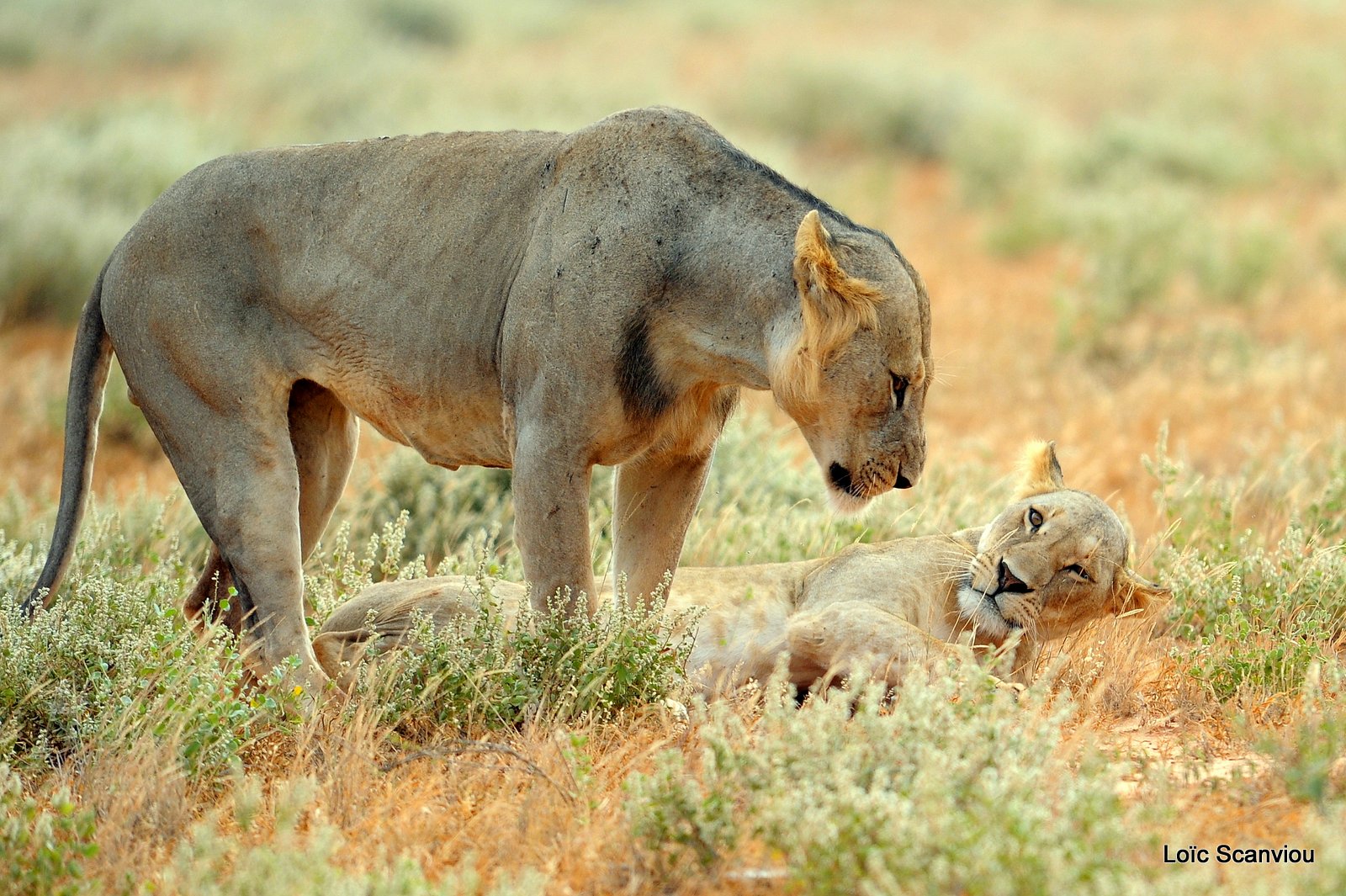 Lion (10)
