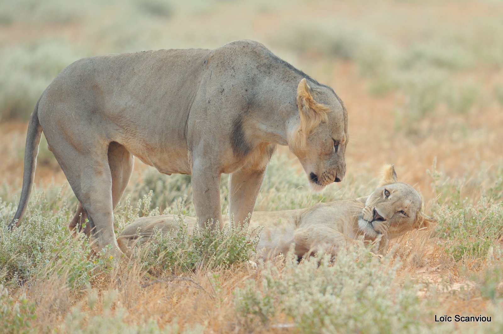 Lion (11)
