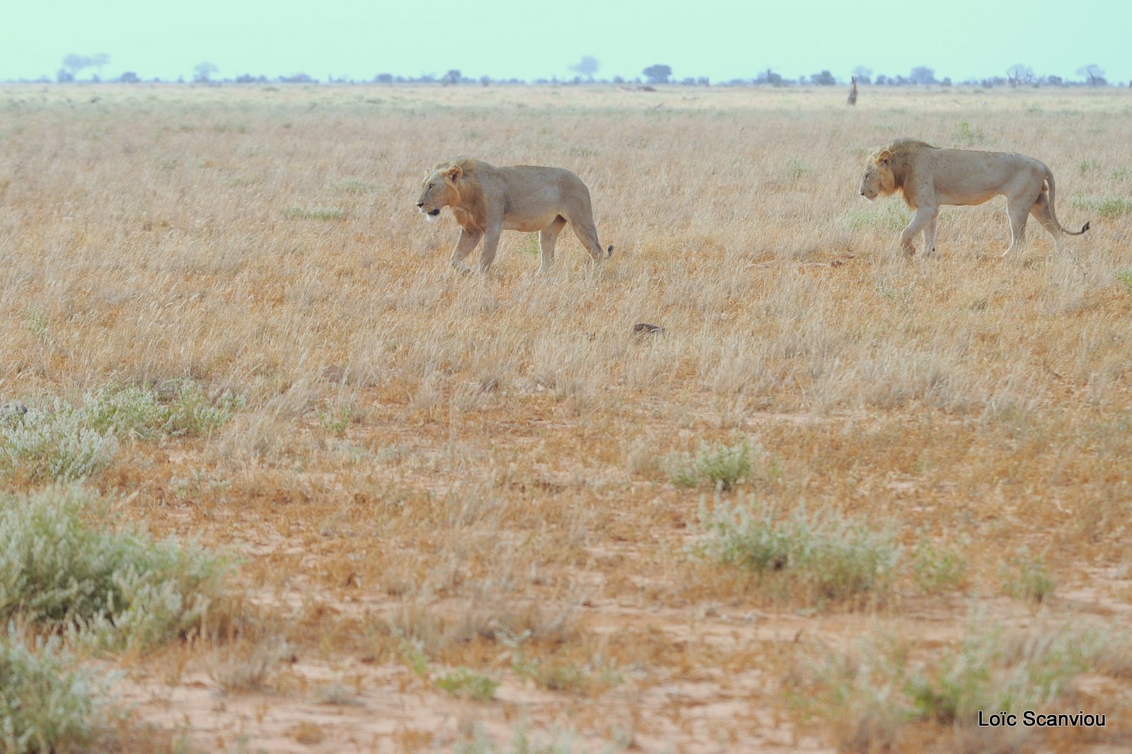 Lion (12)